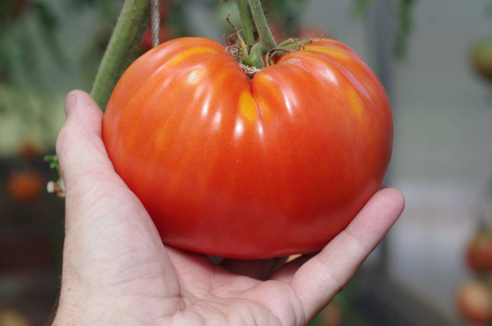 Томат Легенда Коктебеля